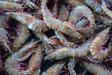 Fresh tiger prawn display on fresh market for sale at fresh market Kota Kinabalu, Sabah, Malaysia