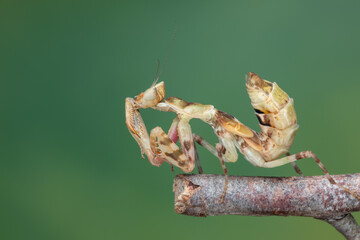 Fototapeta premium Macro image of A praying mantis (Creobroter gemmatus) with a nature green background