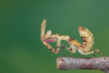 Macro image of A praying mantis (Creobroter gemmatus) with a nature green background