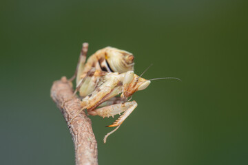 Macro image of A praying mantis (Creobroter gemmatus) with a nature green background