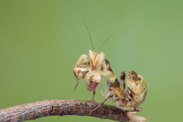 Macro image of A praying mantis (Creobroter gemmatus) with a nature green background