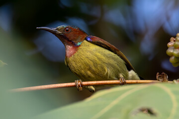 Nature wildlife image of Red-throated Sunbird perch on fruit tree