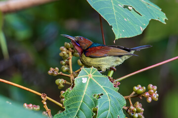Nature wildlife image of Red-throated Sunbird perch on fruit tree