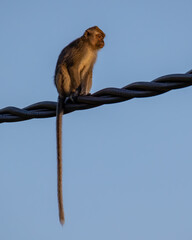 Nature wildlife image of Monkey standing on electric pole