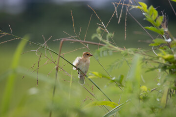Nature wildlife image of Baya weaver bird standing on grass at paddy field