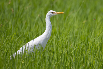 An egret bird standing on middle green paddy filed.
