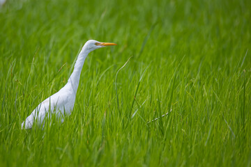 An egret bird standing on middle green paddy filed.