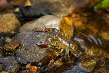 Signal crayfish, Pacifastacus leniusculus, climbs on stone in water at river bank. North American crayfish, invasive species in Europe, Japan, California. Freshwater crayfish in natural habitat.