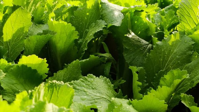 Chinese cabbage in drops of rain close-up. Green healthy organic vegetables and herbs. Home garden. 4k footage