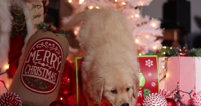 Golden retriever puppy dog with Christmas decorations under the tree 