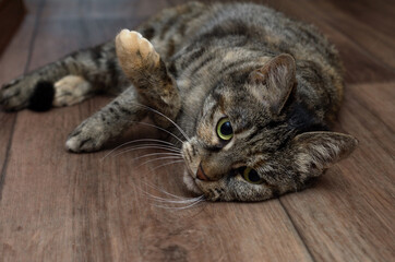 domestic cat on the wooden floor