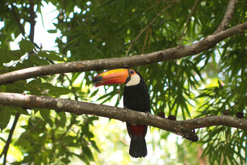 TUCANO