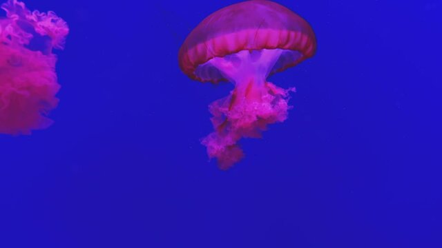 Jellyfish swimming in blue water. Chrysaora pacifica