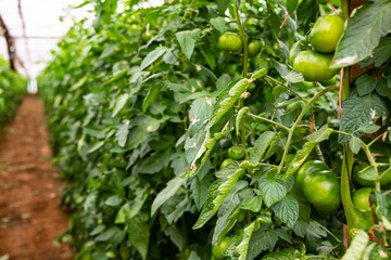 Green unripe tomatoes hanging on bushes planted in commercial hothouse..