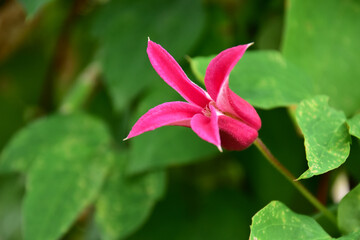 クレマチス　プリンセスダイアナのアップ