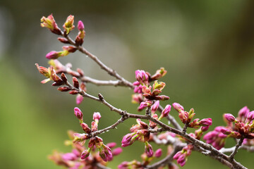 ヤマザクラのつぼみ