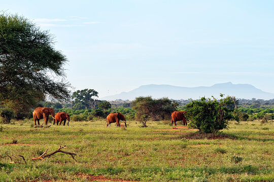 A picture of some elephants