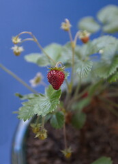Strawberry plant with  white flowers, woodland strawberry, Fragaria vesca, medicinal and ornamental plant with edible fruits, on blue background