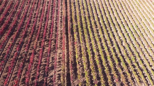 Vineyard with grapevines from different colours for wine production in a wine farm in La Rioja, Spain