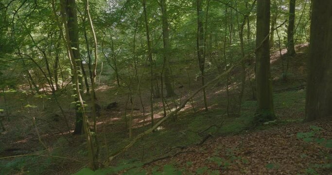 Exotic Trees in Gyllebo Forest In South Sweden &Ouml;sterlen Sk&aring;ne, Wide Shot Tracking Sideways to Right