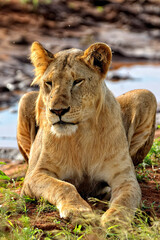 A picture of some lions