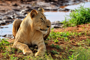 A picture of some lions