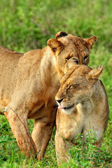 A picture of some lions