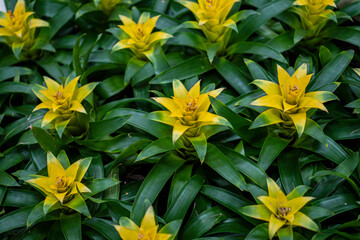 yellow flowers in the garden