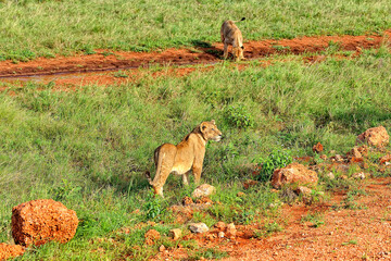 Naklejka premium A picture of some lions