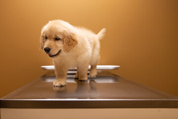 9 week old golden retriever puppy dog on an examination table at veterinary office