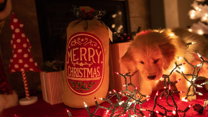 Golden retriever puppy dog wrapped in decorative lights under the Christmas tree. 