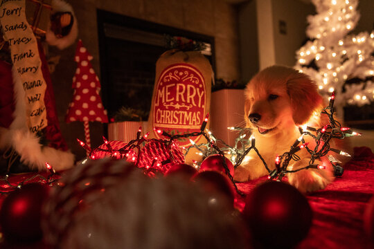 Golden retriever puppy dog wrapped in decorative lights under the Christmas tree. 