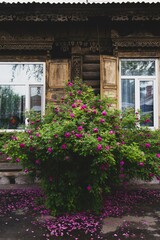 Fototapeta na wymiar old house with flowers