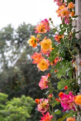 Obraz na płótnie Canvas Flowers in Pasadena, California