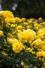 Flowers in Pasadena, California