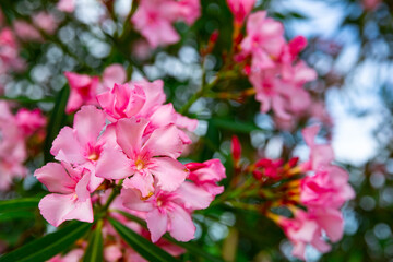 Blossoming pink flowers of oleander in garden at sunny day