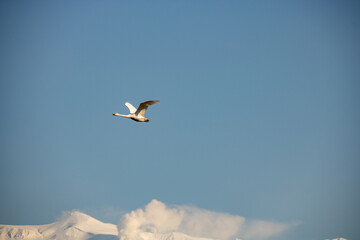 空を飛ぶ一羽の白鳥
