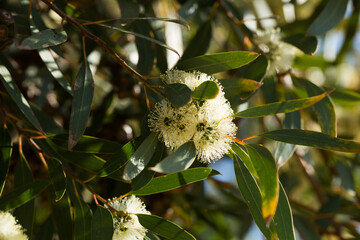 Fototapeta premium Closeup of white blooming of eucalyptus tree in sunny spring time..