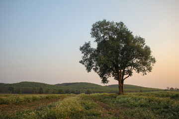 Tree Branches Filed Into The Air At The Evening Sky.