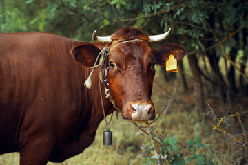 cow in the field countryside nature animal mammal