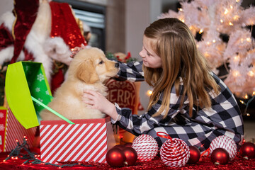 Young child surprised with a golden retriever puppy dog present under the tree on Christmas morning. 