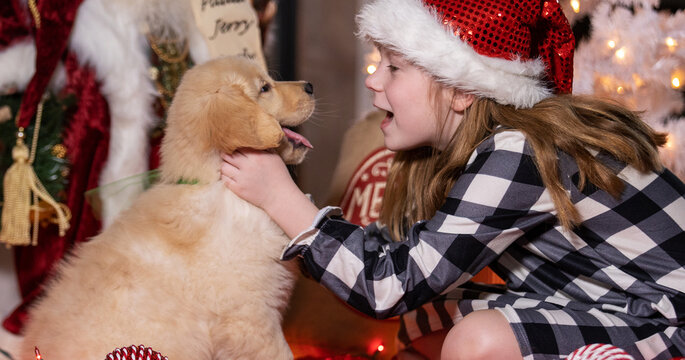 Young child surprised with a golden retriever puppy dog present under the tree on Christmas morning. 