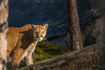 2021-10-17 COUGAR STANDING AND PEAKING OUT FROM BEHIND A TREE WITH A FADED BACKGROUND