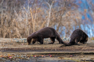 Two wild otters seen in northern Canada eating, sniffing the ground below with blurred background. 