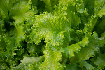 Green lettuce leaves