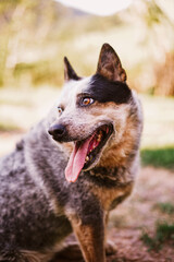 Portrait of a baby Dog - Blue Heeller