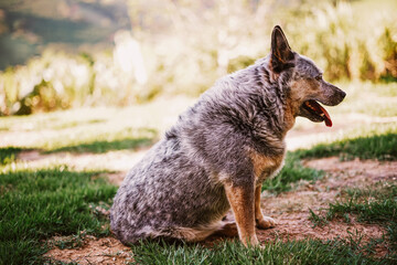Portrait of a baby Dog - Blue Heeller