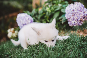 Fototapete bei efototapeten.de bestellen   