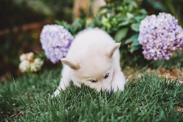 Fototapete bei efototapeten.de bestellen   