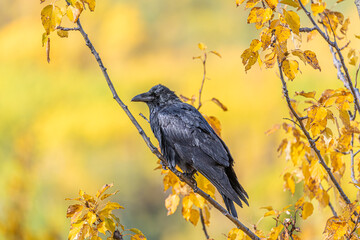Smart, curious and beautiful black raven seen in the wild with fall, autumn yellow and orange leaf background. 
